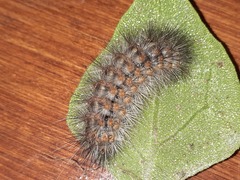Paracles deserticola