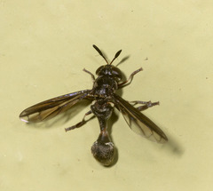 Rhopalosyrphus