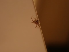 Araneae