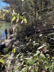 Sideroxylon lycioides