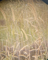 Setaria magna