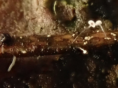 Antinoa juniperinella