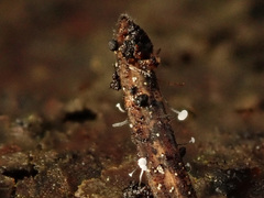 Antinoa juniperinella