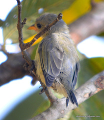 Dicaeum erythrorhynchos