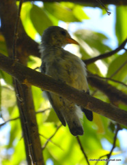 Dicaeum erythrorhynchos