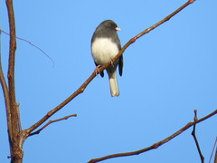 Junco hyemalis
