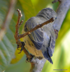 Dicaeum erythrorhynchos