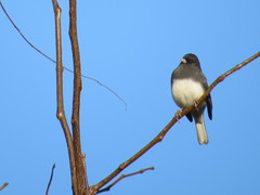 Junco hyemalis