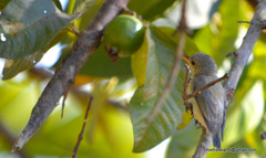 Dicaeum erythrorhynchos