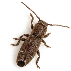Adetaptera wickhami