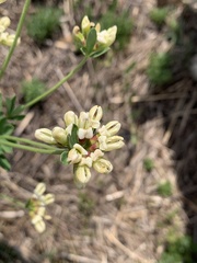 Lotus discolor
