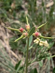 Lotus discolor