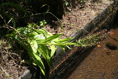 Dactylorhiza foliosa image