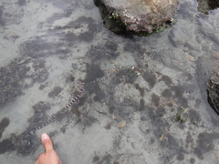Baseodiscus mexicanus