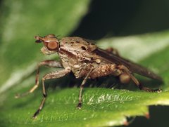 Salticella fasciata