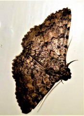 Polydesma