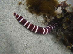 Baseodiscus mexicanus