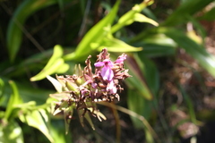 Dactylorhiza foliosa image