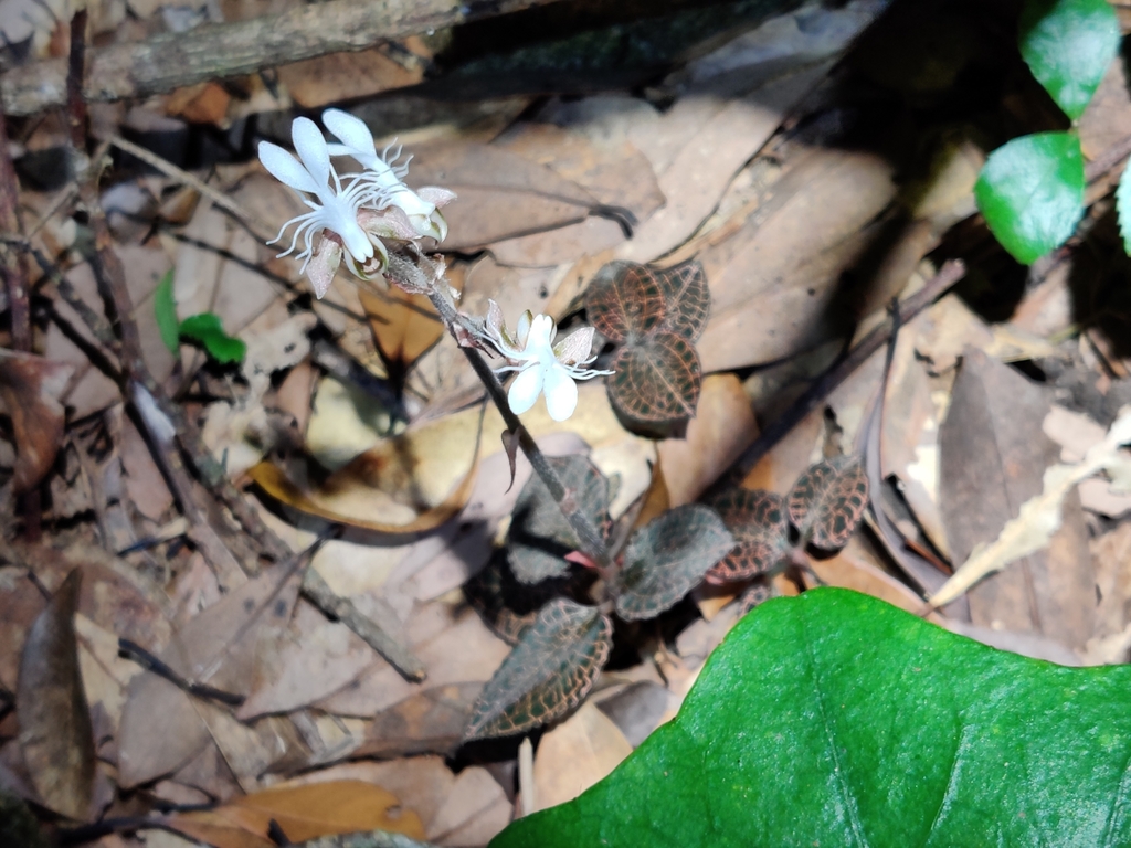 Anoectochilus roxburghii