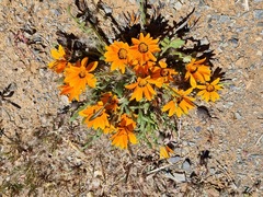 Gazania heterochaeta