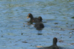 Fulica rufifrons