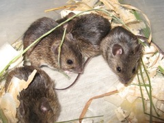 Herb Field Mouse photo 2