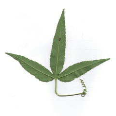 Passiflora tarminiana