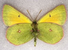 Colias hecla