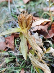 Gentiana cruciata
