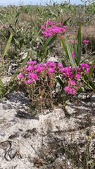 Lampranthus stenopetalus