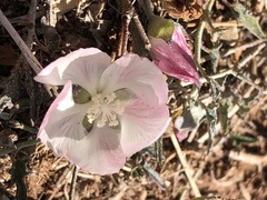 Malvella sagittifolia
