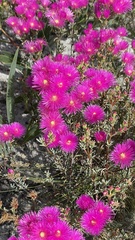 Lampranthus stenopetalus
