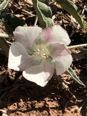Malvella sagittifolia