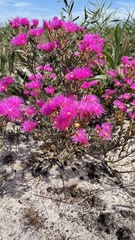 Lampranthus stenopetalus