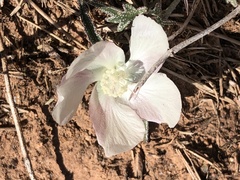 Malvella sagittifolia