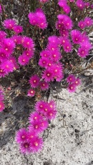 Lampranthus stenopetalus