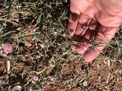 Malvella sagittifolia