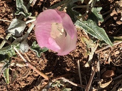 Malvella sagittifolia