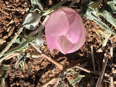 Malvella sagittifolia