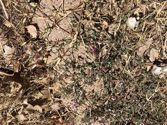 Malvella sagittifolia