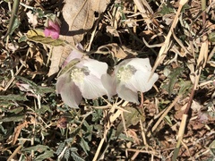 Malvella sagittifolia