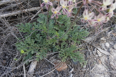 Pelargonium radulifolium