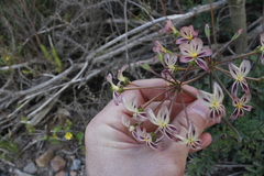 Pelargonium radulifolium