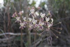 Pelargonium radulifolium