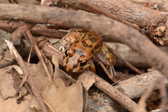 Leptodactylus troglodytes