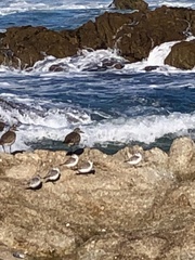 Calidris virgata