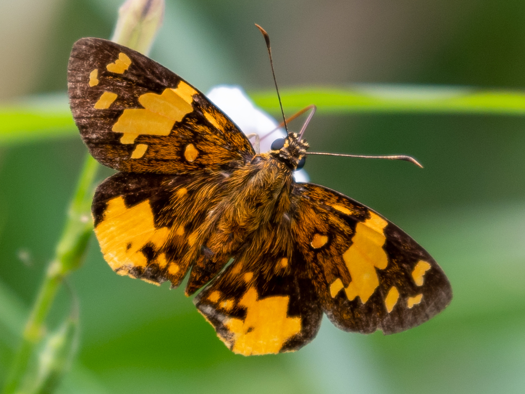 Common Small Sprite