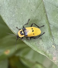 Chauliognathus tixieri
