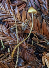 Mycena aurantiomarginata