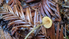 Mycena aurantiomarginata